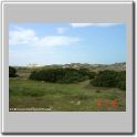 sabina-da-praia: aspecto geral (prostrado)